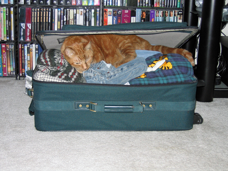hi in suitcase