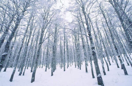 snow in forest